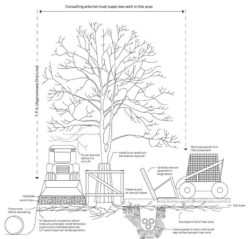Tree protection area diagram