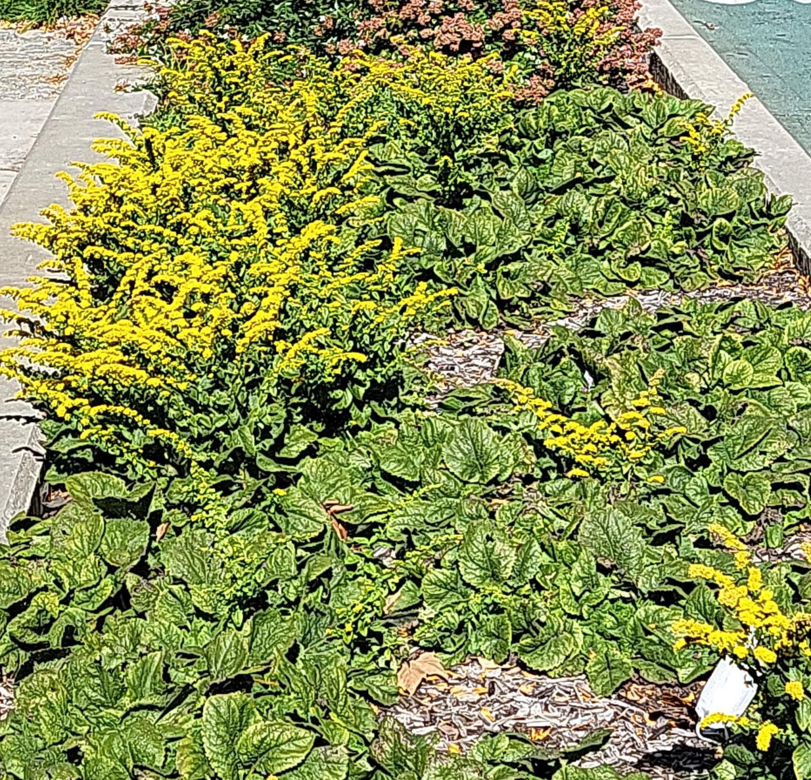 Solidago sphacelata 'Golden Fleece'