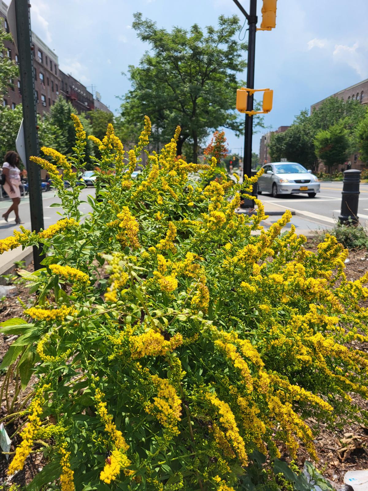 Solidago rugosa